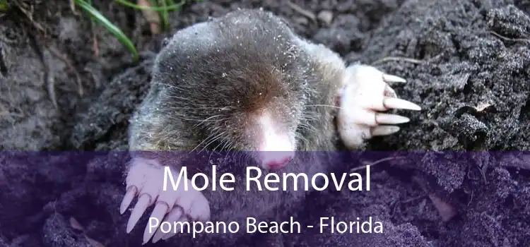 Mole Removal Pompano Beach - Florida