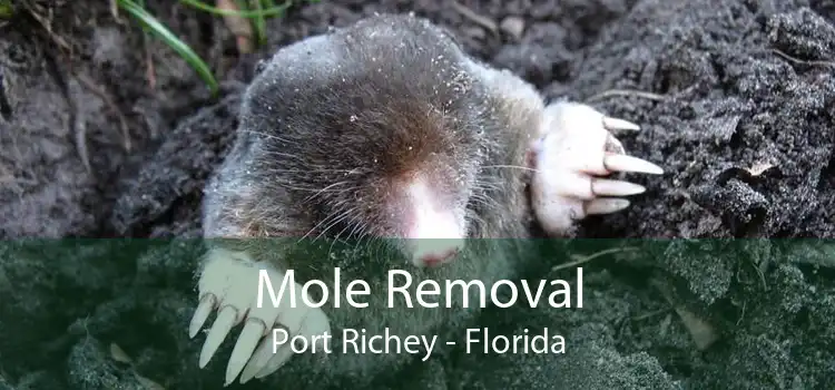 Mole Removal Port Richey - Florida