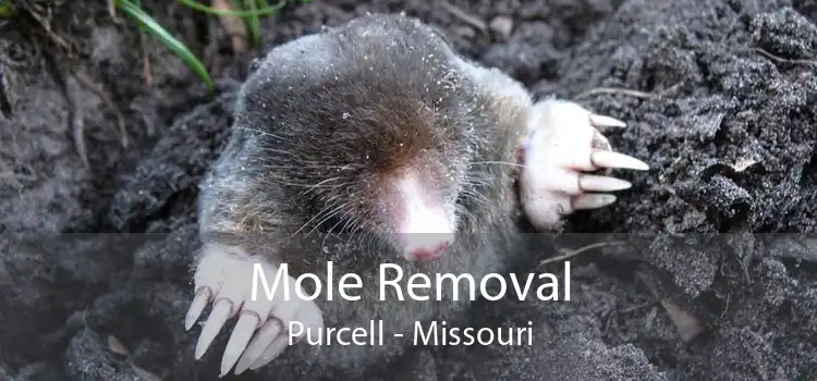 Mole Removal Purcell - Missouri