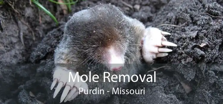 Mole Removal Purdin - Missouri