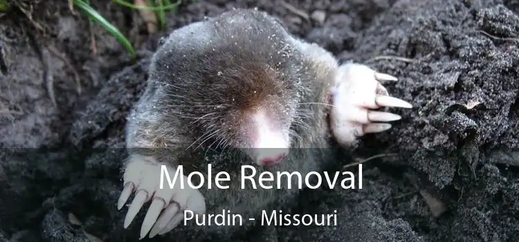 Mole Removal Purdin - Missouri