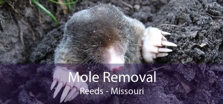 Mole Removal Reeds - Missouri