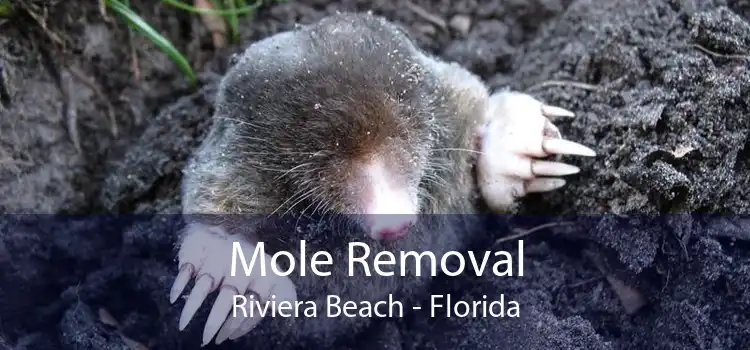 Mole Removal Riviera Beach - Florida