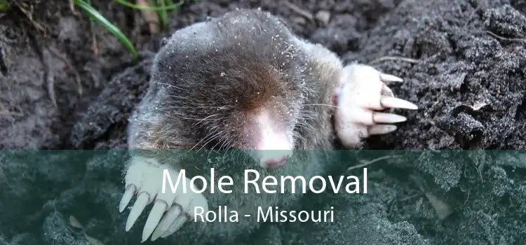 Mole Removal Rolla - Missouri