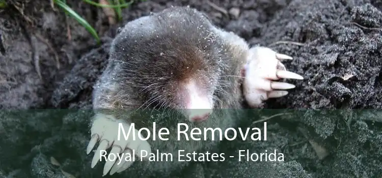 Mole Removal Royal Palm Estates - Florida