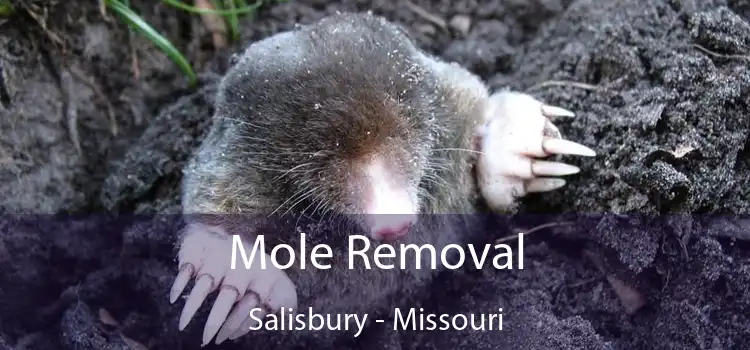 Mole Removal Salisbury - Missouri