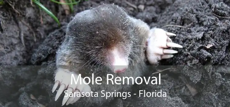 Mole Removal Sarasota Springs - Florida