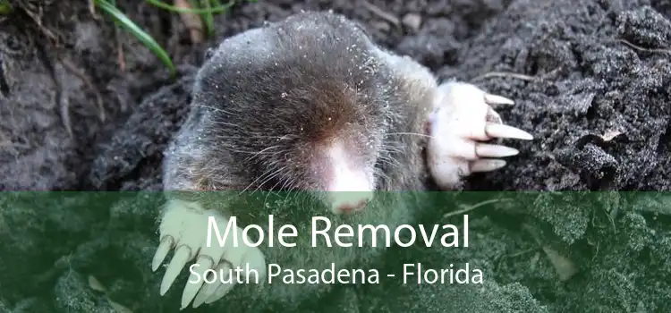 Mole Removal South Pasadena - Florida