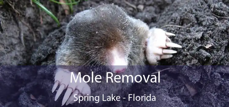 Mole Removal Spring Lake - Florida