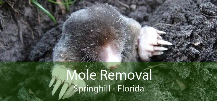 Mole Removal Springhill - Florida
