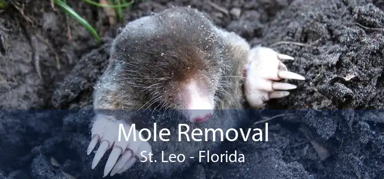 Mole Removal St. Leo - Florida