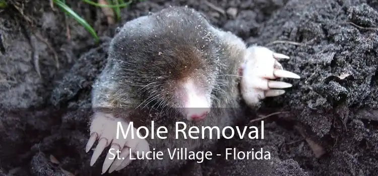 Mole Removal St. Lucie Village - Florida