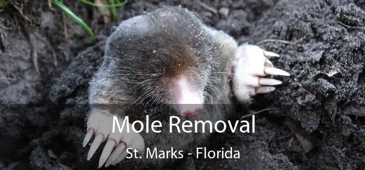 Mole Removal St. Marks - Florida