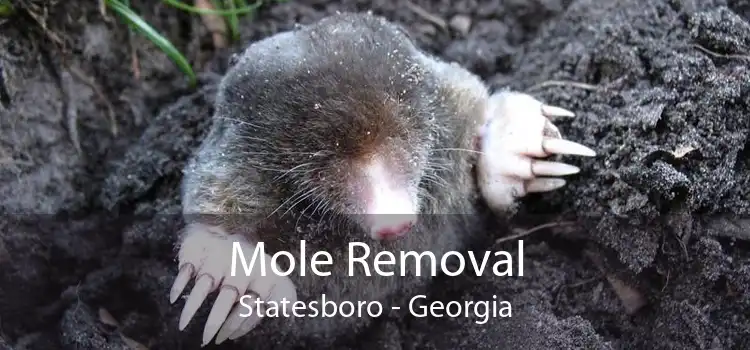 Mole Removal Statesboro - Georgia