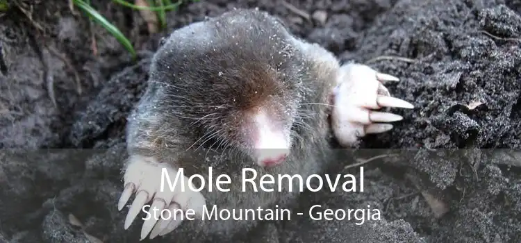 Mole Removal Stone Mountain - Georgia