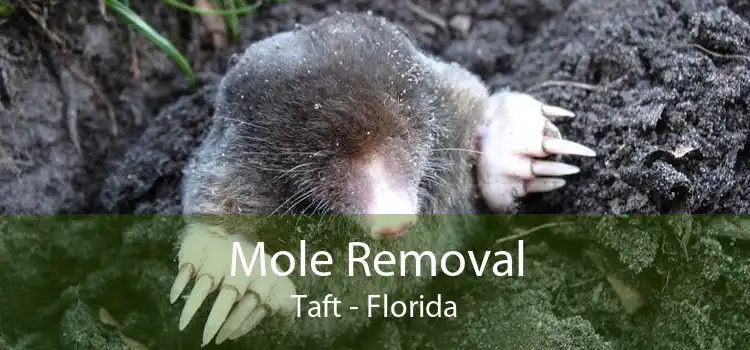 Mole Removal Taft - Florida