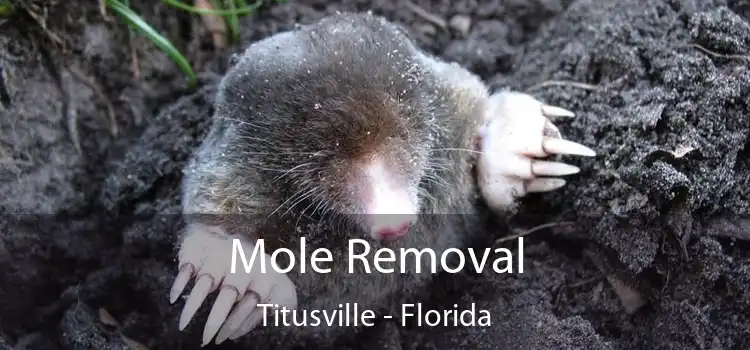 Mole Removal Titusville - Florida