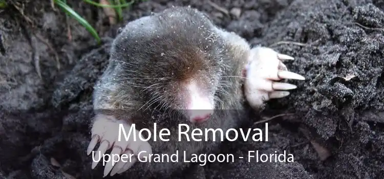 Mole Removal Upper Grand Lagoon - Florida