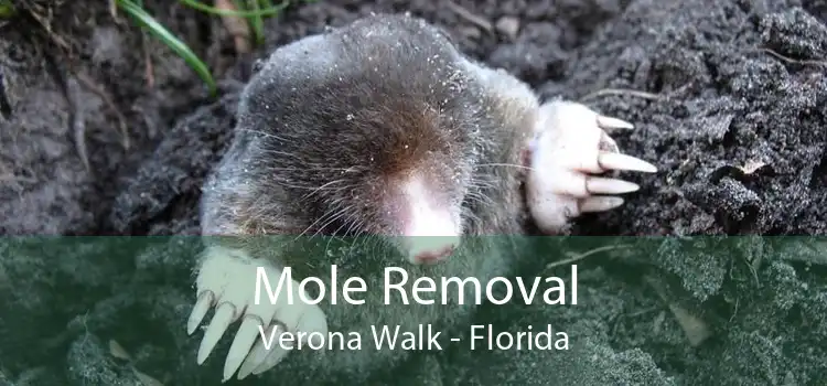 Mole Removal Verona Walk - Florida