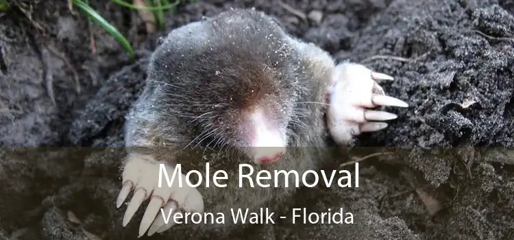 Mole Removal Verona Walk - Florida