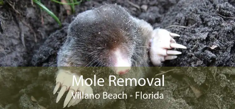 Mole Removal Villano Beach - Florida