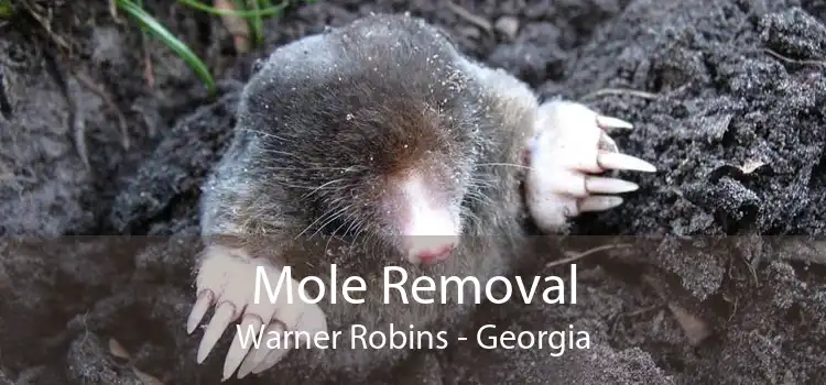 Mole Removal Warner Robins - Georgia