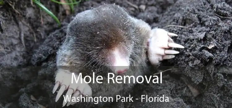 Mole Removal Washington Park - Florida