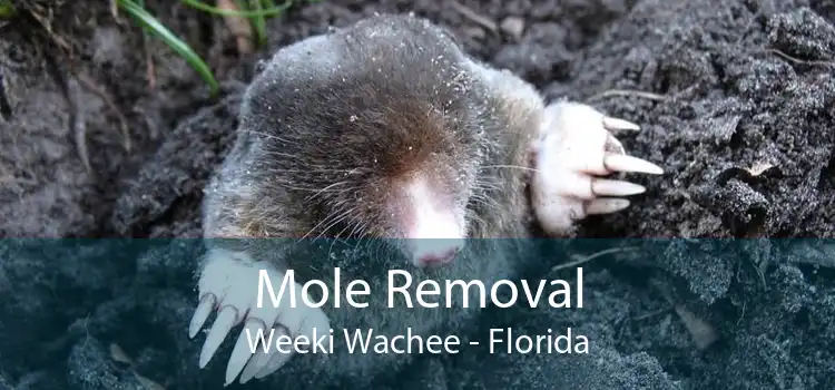 Mole Removal Weeki Wachee - Florida