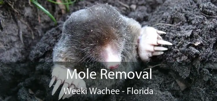 Mole Removal Weeki Wachee - Florida