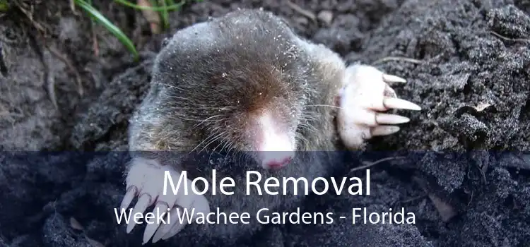Mole Removal Weeki Wachee Gardens - Florida