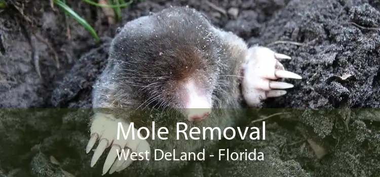 Mole Removal West DeLand - Florida