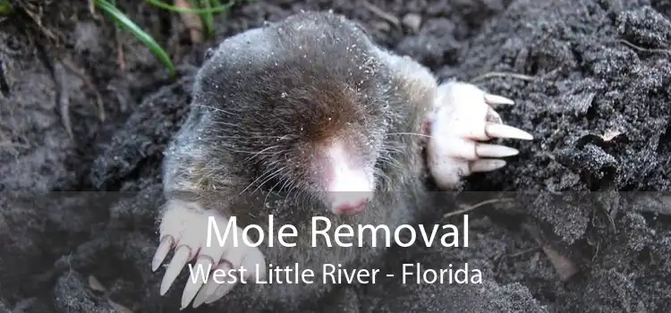 Mole Removal West Little River - Florida