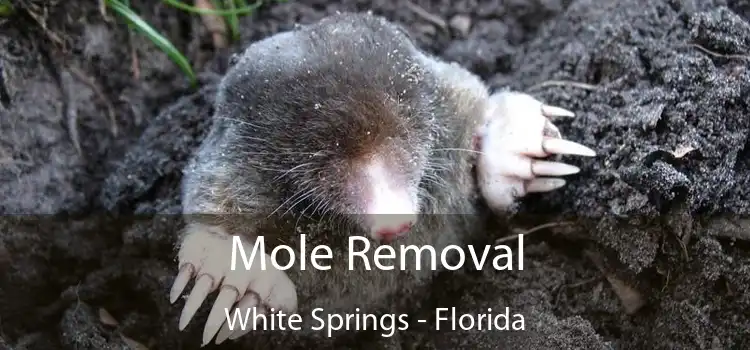 Mole Removal White Springs - Florida