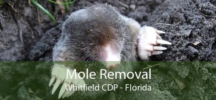 Mole Removal Whitfield CDP - Florida