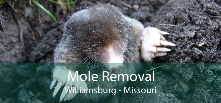 Mole Removal Williamsburg - Missouri