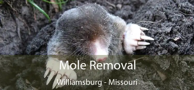 Mole Removal Williamsburg - Missouri