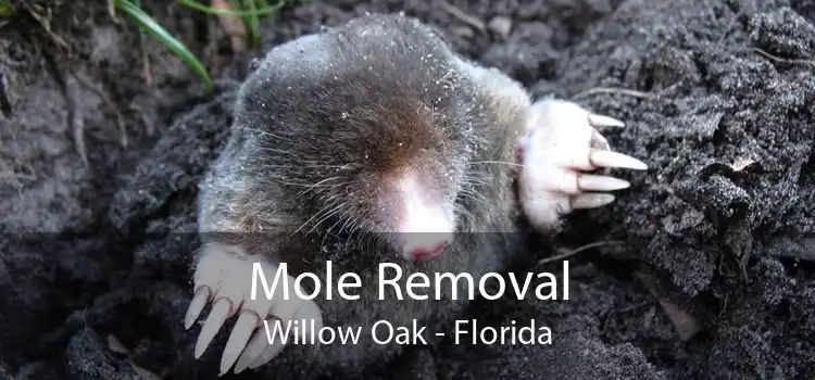 Mole Removal Willow Oak - Florida