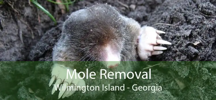 Mole Removal Wilmington Island - Georgia