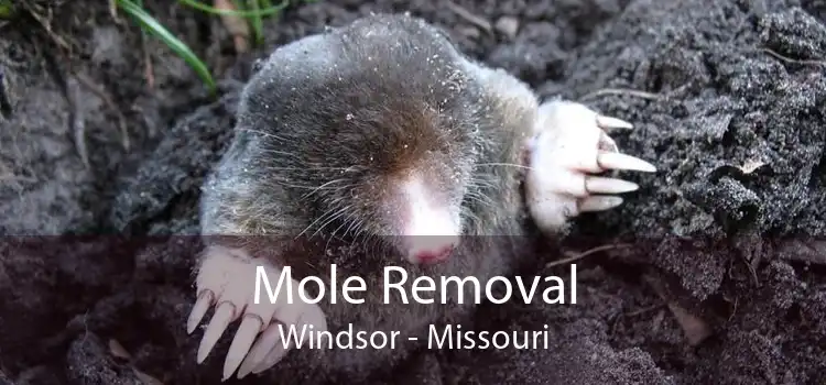Mole Removal Windsor - Missouri