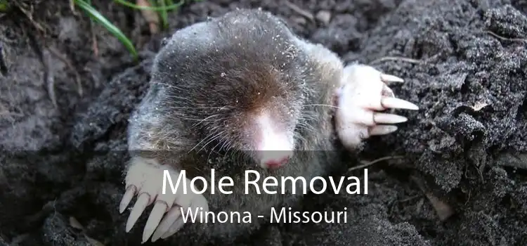 Mole Removal Winona - Missouri