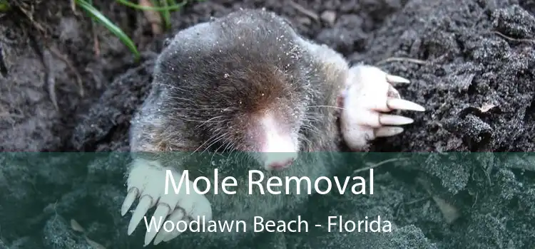 Mole Removal Woodlawn Beach - Florida