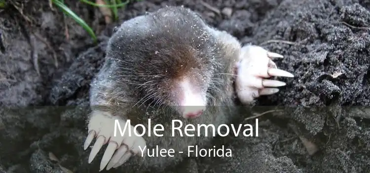Mole Removal Yulee - Florida