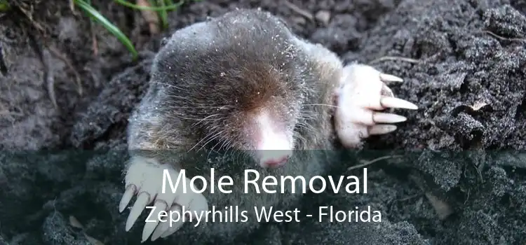Mole Removal Zephyrhills West - Florida