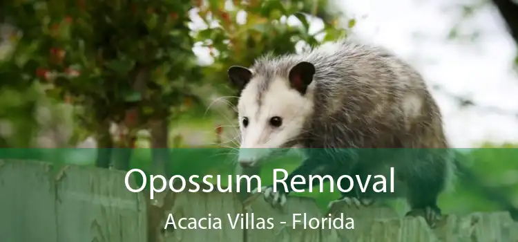 Opossum Removal Acacia Villas - Florida