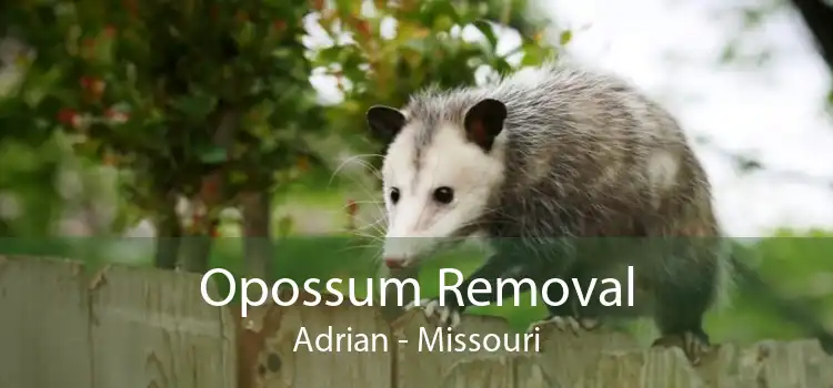 Opossum Removal Adrian - Missouri