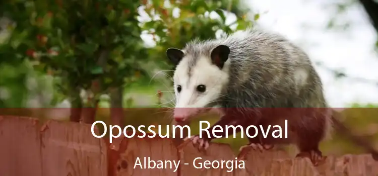 Opossum Removal Albany - Georgia