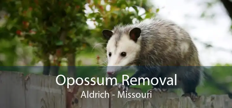 Opossum Removal Aldrich - Missouri