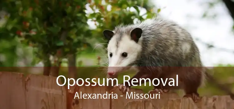 Opossum Removal Alexandria - Missouri
