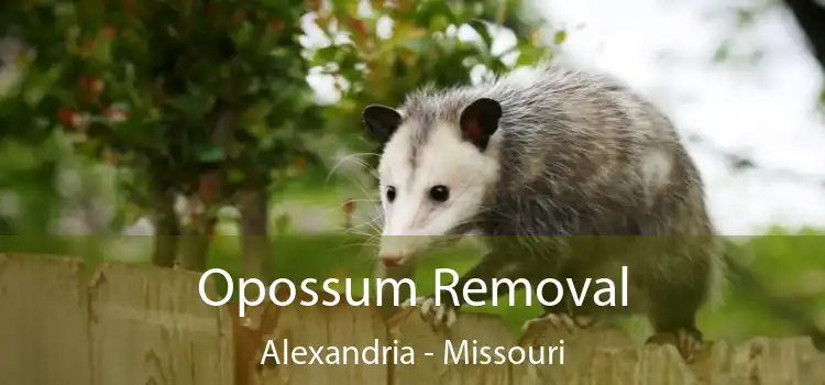 Opossum Removal Alexandria - Missouri