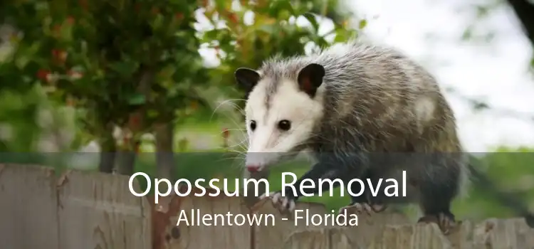 Opossum Removal Allentown - Florida
